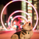 wadahellbolnosaur avatar