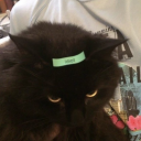 waferefawafer avatar