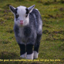 waffle-hemmings avatar