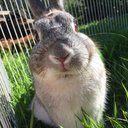 waffles-the-bunny avatar