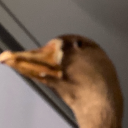 wafflesdenweasels avatar