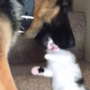 waffleses-blog avatar