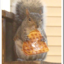 wafflesquirrel avatar