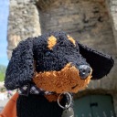 waggsthedachshund avatar