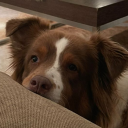 waggytails-floppyears avatar