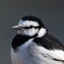 wagtail-enjoyer avatar