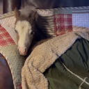 wailingjennings avatar