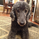 wait-but-why13 avatar