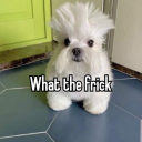 wait-what-art avatar