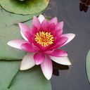 waiting-for-wings avatar