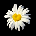 waitingondaisies avatar