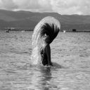 waldorfsdesigns avatar