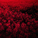 walk-your-mind avatar