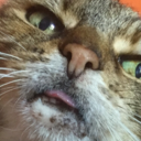 walking-in-a-wyvernwonderland avatar