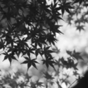 walking-throughtheshadows avatar