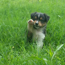 walkingdeadfanatic2014 avatar