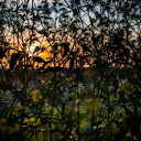 walkingmyt-rex avatar