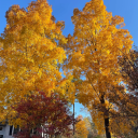 walkingpunchline avatar