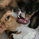 walkingwithmemphis avatar