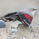 wallcreeper-and-oro avatar