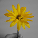 wallflowerin-bloom avatar