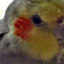 wallythebird avatar