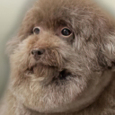 walpulwodoworot avatar