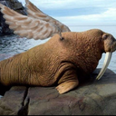 walruses-can-fly avatar