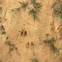 waltz-with-a-fairy avatar