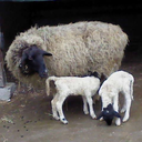 wandelndegalaxien avatar