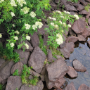 wanderersketchbook avatar