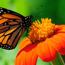 wandering-in-wonderland-13 avatar