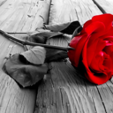 wandering-rosebud avatar