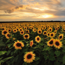 wandering-words avatar