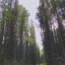 wandering-writer-poet avatar