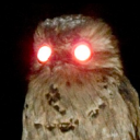 wanderingbirdwatcher avatar