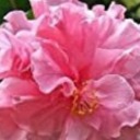 wanderingdreamer009 avatar