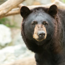 wanderinghearth avatar