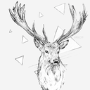 wanderingsharks avatar