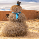 wanderingtumbleweed avatar