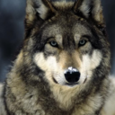 wanderingwolf-blog avatar