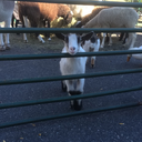 wanderlust----wonderland avatar