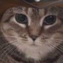 wannabecow-boy avatar