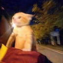 wannabeenoodle avatar