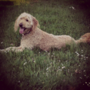 wannabesutton avatar