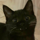 warrior-cats-rewritten avatar