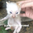 warriors-design-archive avatar