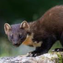 wary-weasel avatar