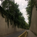 waschbar-im-wald avatar