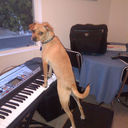 washingdishesinthedark avatar